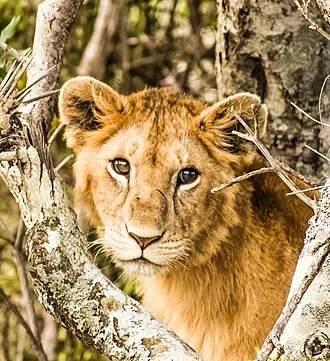 Wildlife Trust India